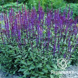 

Шалфей (сальвия) дубравный Карадонна