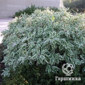 

Дерен Сибирика Вариегата