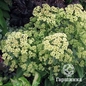 

Очиток (седум) Санкиссед