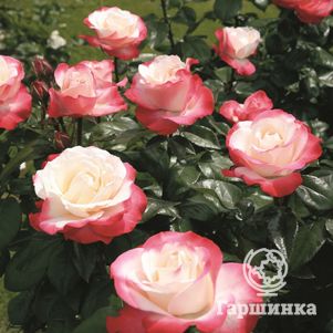 

Роза Сентимент чайно-гибридная, Imperial Rose