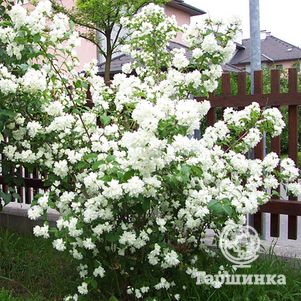 

Чубушник Шнеештурм