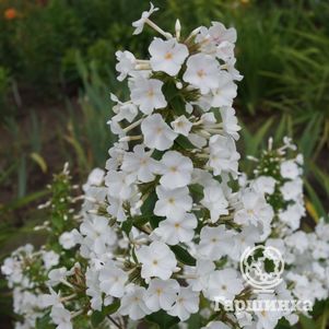 

Флокс Шнелавин пирамидальный