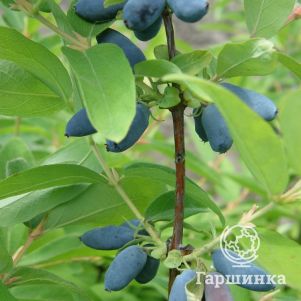 Жимолость Синяя птица
