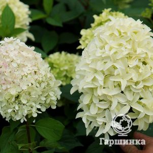 

Гортензия Скайфолл (Небосклон) метельчатая