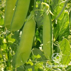 

Горох Сладкий поползун 5г ц/п, Семена Сибирский сад