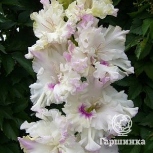 

Гладиолус Снежное гофре