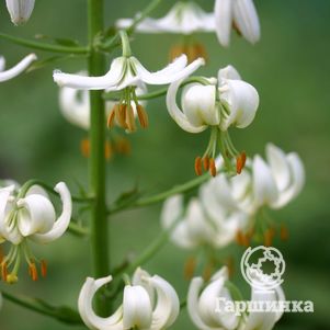 Лилия Сноу Монинг кудреватая 1шт