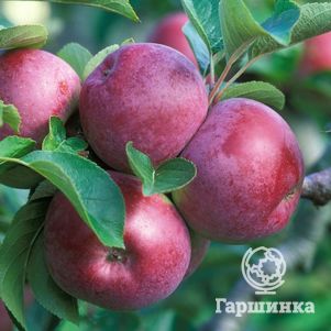 Яблоня Спартан