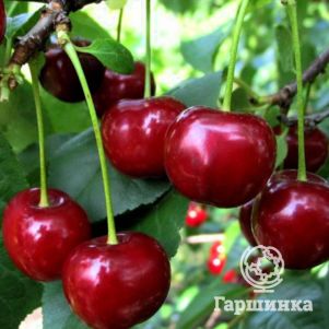 

Дюк (Черевишня) Спартанка