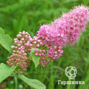 

Спирея иволистная