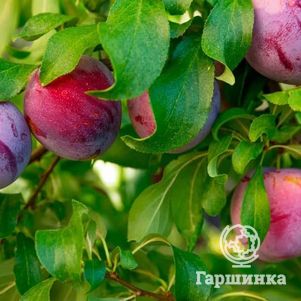 

Слива Стартовая домашняя