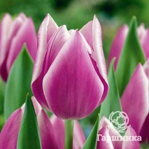 

Тюльпан Синаеда Блю Триумф 5 шт