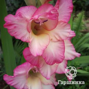 

Гладиолус Сюзанна