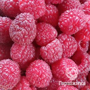 

Малина Таганка ремонтантная