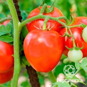 

Томат Лентяйка 20 шт ц/п, Семена Сибирский сад