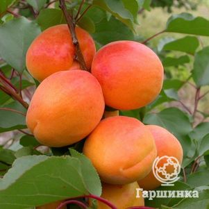 

Абрикос Триумф северный