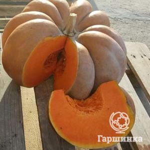 Тыква Мускат де Прованс цп 5 шт Семена Сибирский сад 29₽