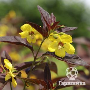 

Вербейник Файркрекер