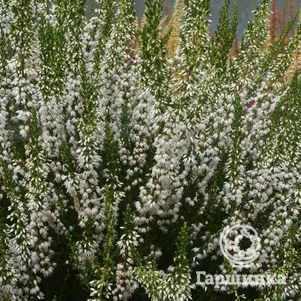 

Вереск Лонг Уайт