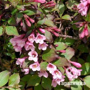 

Вейгела Фоллис Пурпуреус