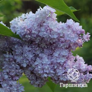 

Сирень Виктор Лемуан