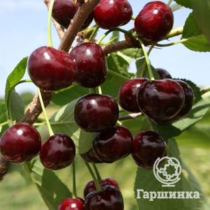 

Вишня Капелька