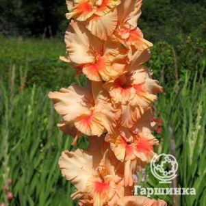 

Гладиолус Янтарные Бусы