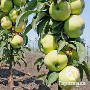 

Яблоня Зеленый шум колоновидная