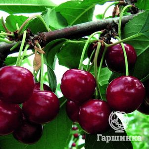 

Дюк (Черевишня) Живица