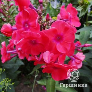 

Флокс Юлиглут метельчатый