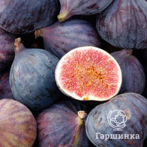 

Инжир (Фикус Карика) Султан