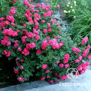 Роза Джордж Ванкувер канадская парковая (лиц)