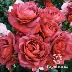 Роза Хот Шоколад, Викс (лиц)