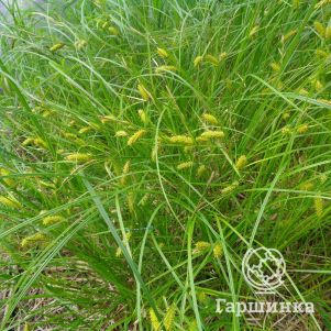 

Осока просяная