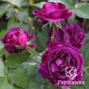 Роза Мистерьез, Дорье (лиц)