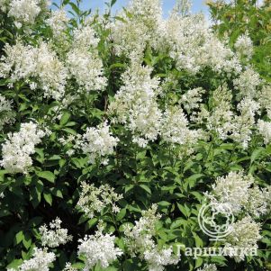 

Сирень Агнес Смит