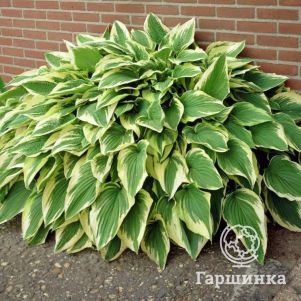 

Хоста Антиох (ML)