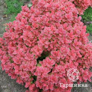 

Барбарис Тунберга Руби Стар