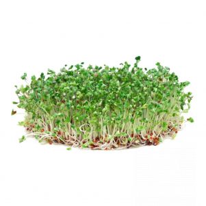 

Микрозелень Семена Брокколи Рааб (рапини) для проращивания