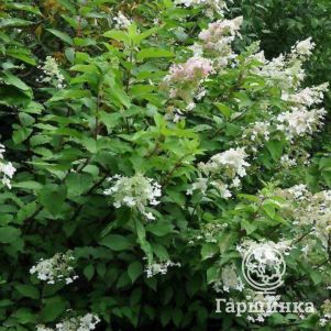 Гортензия Брюссель Лейс (Брюссельское кружево) метельчатая