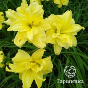 

Лилейник Дабл Риве Вей