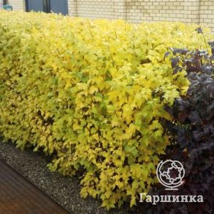 

Живая изгородь: Пузыреплодник Дартс Голд 10шт