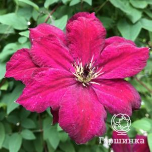 

Клематис Джон Хоувеллс крупноцветковый (3)