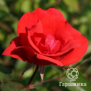 Роза Морден Файрглоу канадская парковая (лиц)