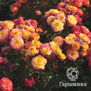 

Роза Файрберд флорибунда, Топалович (лиц)