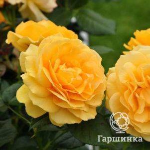 Роза Абсолютли Фабулос/Эннисайд, Викс (лиц)