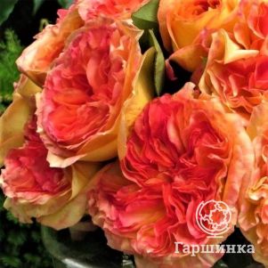 Роза Анри Дельбар, Дельбар (лиц)