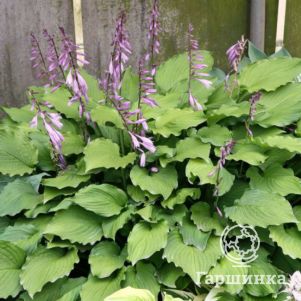 

Хоста Элизабет (S)