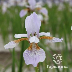 

Ирис сибирский Миссис Роу