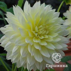 

Георгина Канари Фубуки декоративная